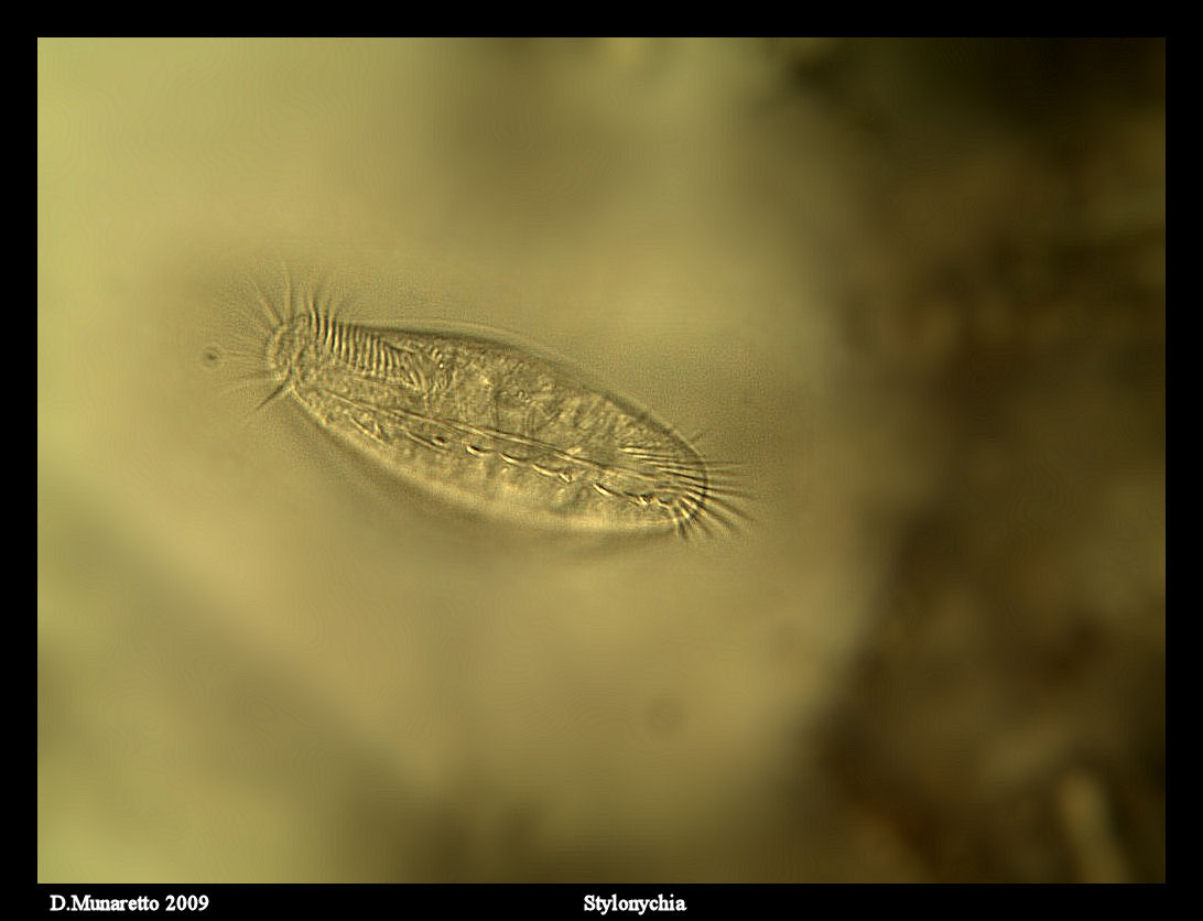 Stylonychia
